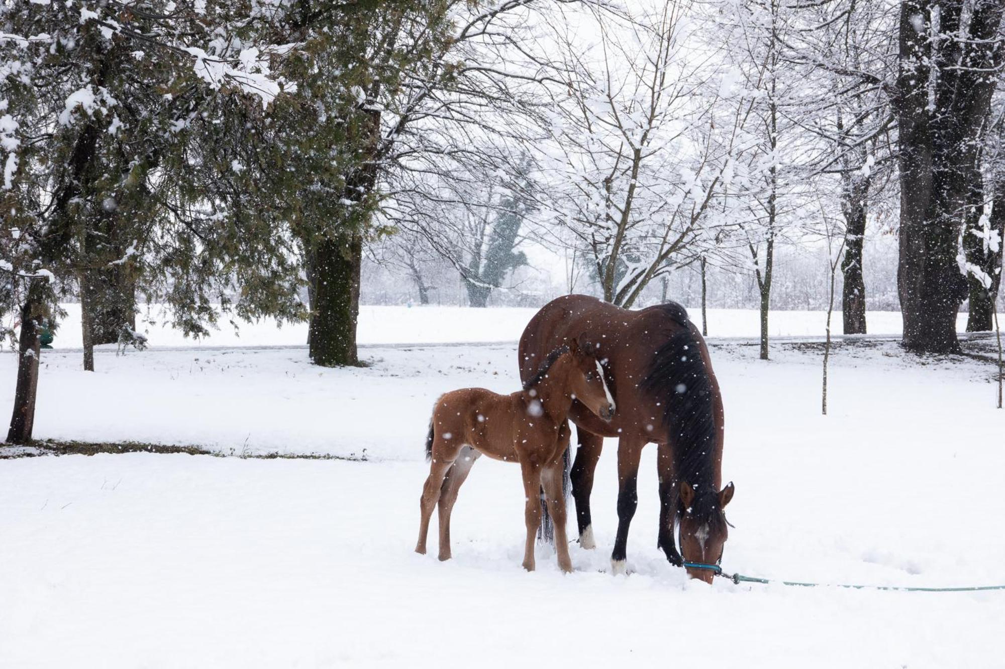 Lopota Lake Resort & Spa Napareuli Extérieur photo A mare and her foal in the snow