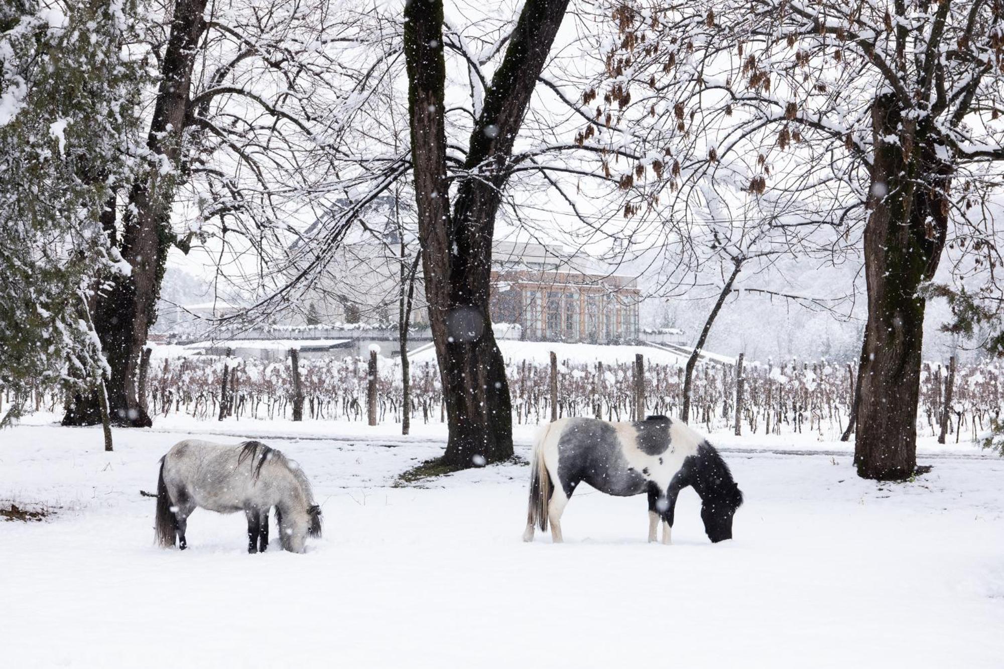 Lopota Lake Resort & Spa Napareuli Extérieur photo Ponies grazing in the snow